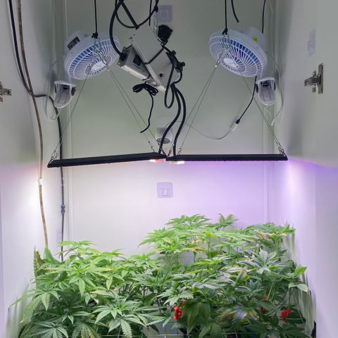 Banana Blaze growlog timeline photo