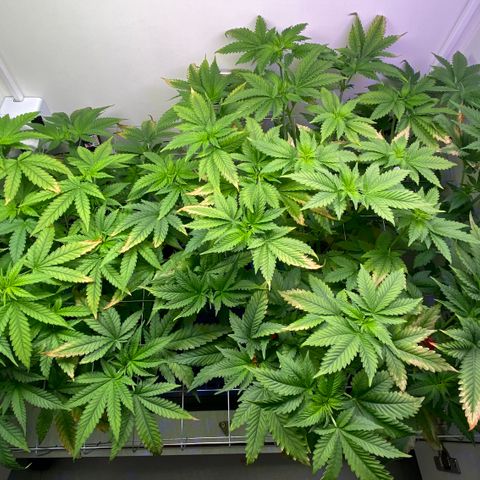 Banana Blaze growlog timeline photo