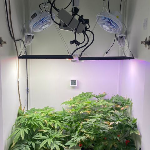Banana Blaze growlog timeline photo