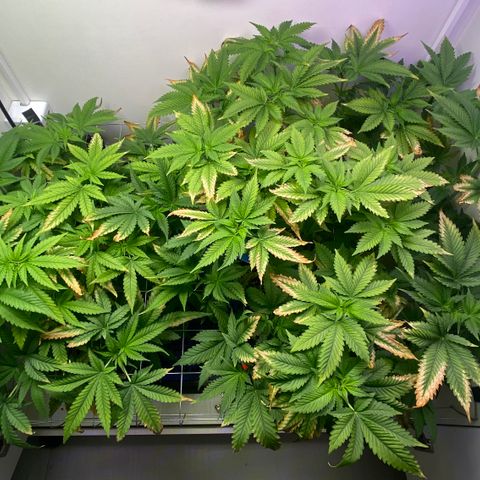 Banana Blaze growlog timeline photo