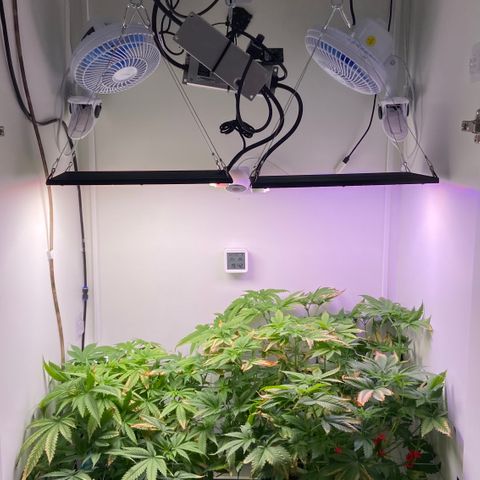 Banana Blaze growlog timeline photo