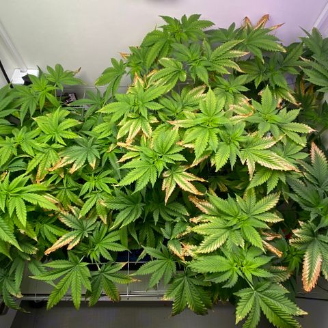 Banana Blaze growlog timeline photo