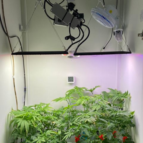 Banana Blaze growlog timeline photo