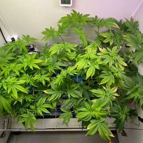 Banana Blaze growlog timeline photo