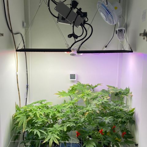 Banana Blaze growlog timeline photo