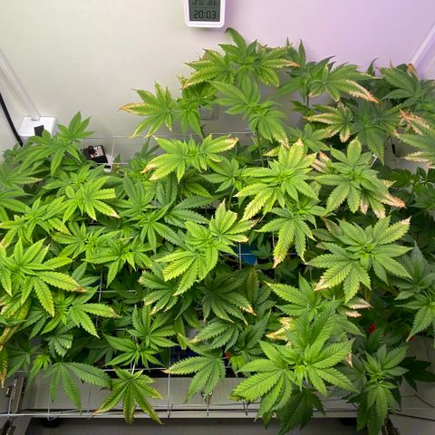 Banana Blaze growlog timeline photo