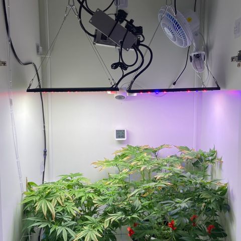 Banana Blaze growlog timeline photo