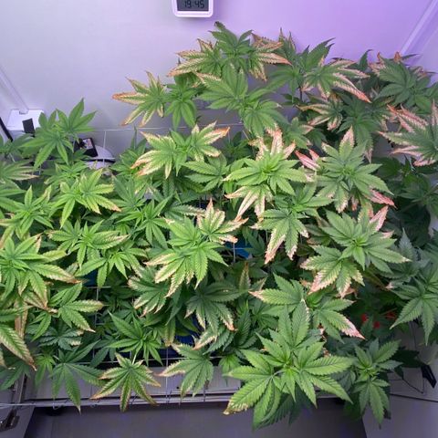 Banana Blaze growlog timeline photo