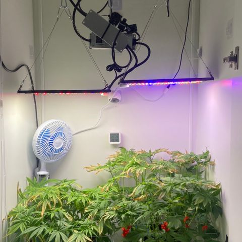 Banana Blaze growlog timeline photo