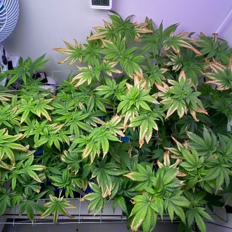 Banana Blaze growlog timeline photo