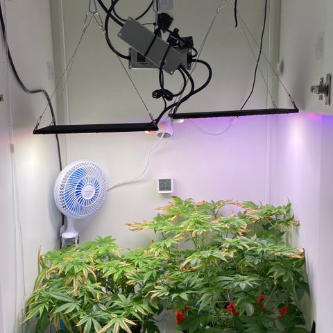 Banana Blaze growlog timeline photo