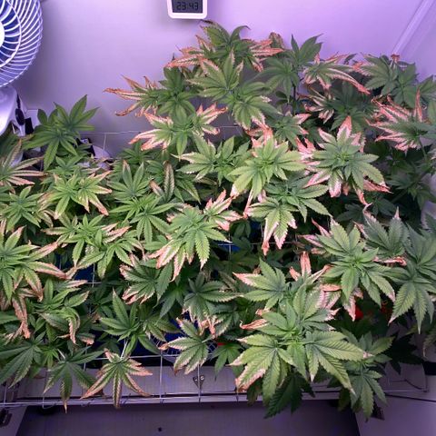 Banana Blaze growlog timeline photo