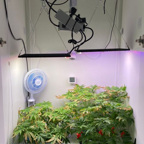 Banana Blaze growlog photo: Primeiros pistilos saindo 
