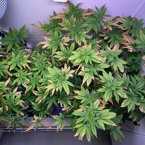 Banana Blaze growlog photo: Primeiros pistilos saindo 