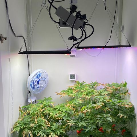 Banana Blaze growlog timeline photo
