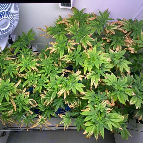 Banana Blaze growlog timeline photo
