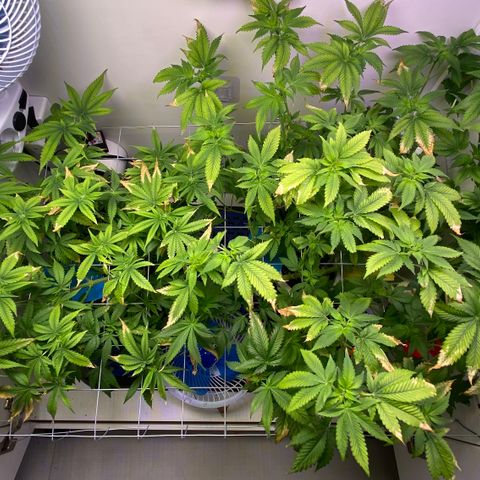 Banana Blaze growlog photo: Poda