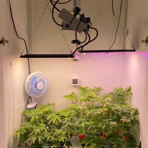 Banana Blaze growlog timeline photo