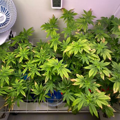 Banana Blaze growlog timeline photo