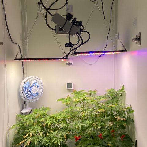 Banana Blaze growlog timeline photo