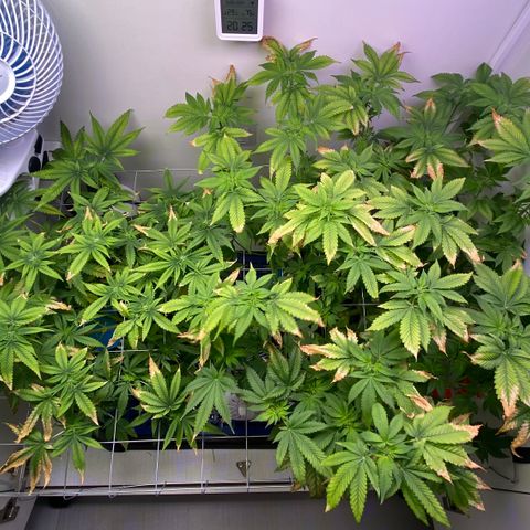 Banana Blaze growlog timeline photo