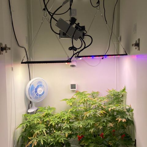Banana Blaze growlog timeline photo