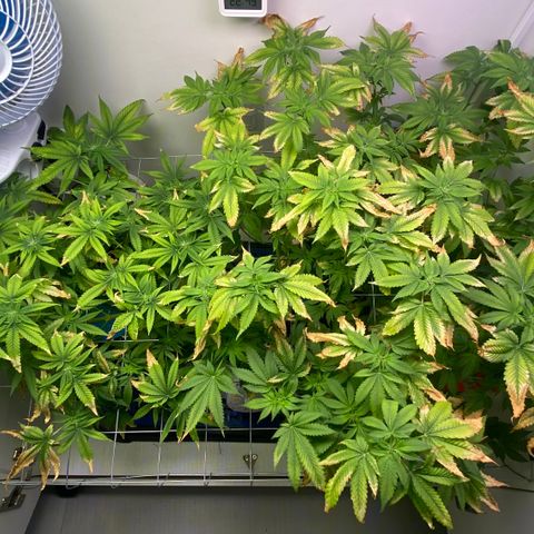 Banana Blaze growlog timeline photo