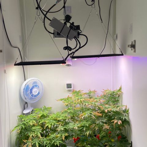 Banana Blaze growlog timeline photo