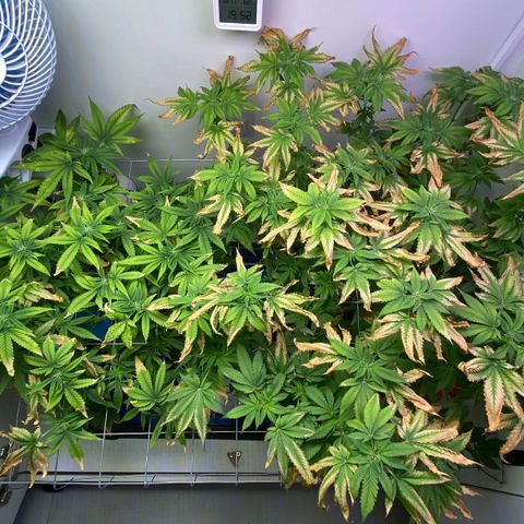 Banana Blaze growlog timeline photo