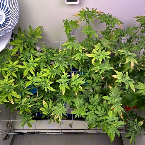 Banana Blaze growlog timeline photo