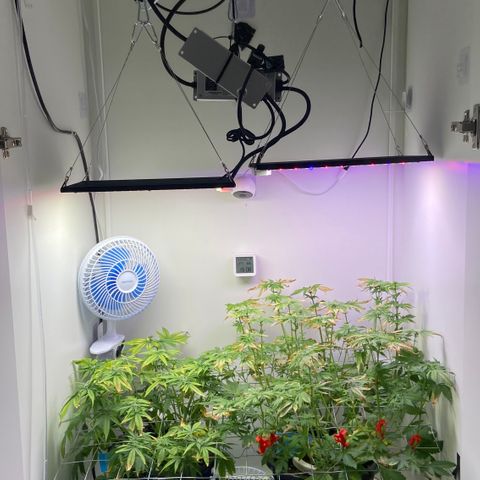 Banana Blaze growlog timeline photo