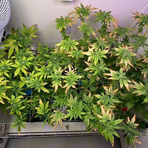 Banana Blaze growlog timeline photo