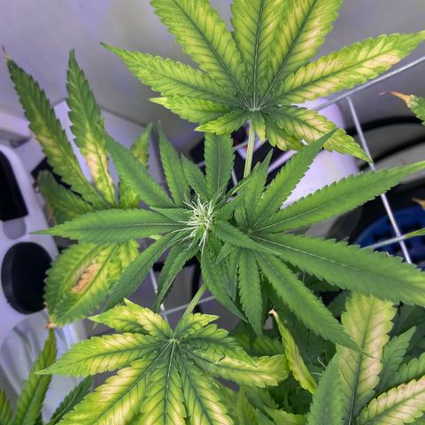 Banana Blaze growlog timeline photo