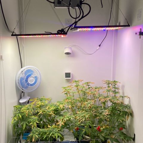 Banana Blaze growlog timeline photo