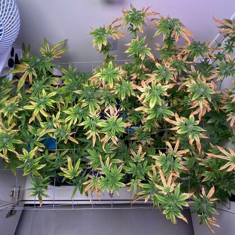 Banana Blaze growlog timeline photo