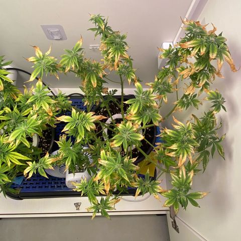 Banana Blaze growlog timeline photo