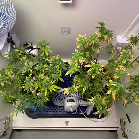 Banana Blaze growlog timeline photo
