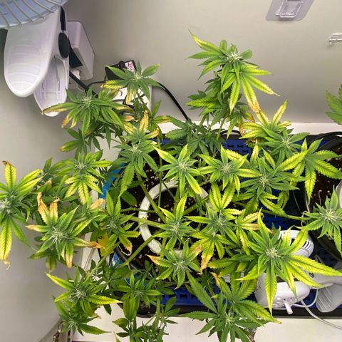 Banana Blaze growlog timeline photo