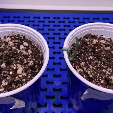 Critical Orange Punch growlog timeline photo