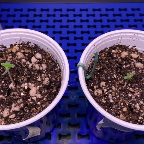 Critical Orange Punch growlog timeline photo