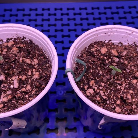 Critical Orange Punch growlog timeline photo