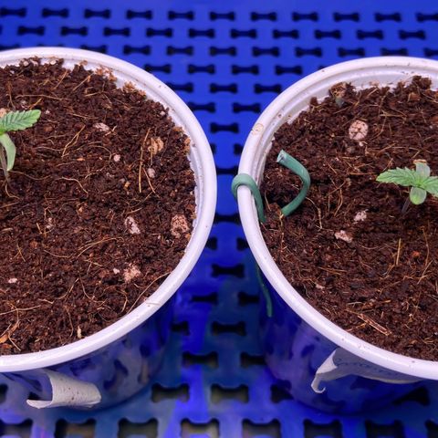 Critical Orange Punch growlog timeline photo