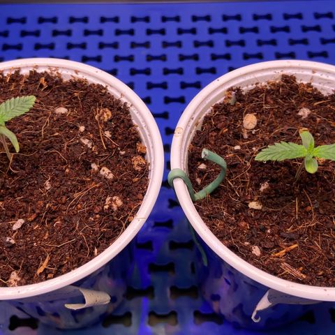 Critical Orange Punch growlog timeline photo
