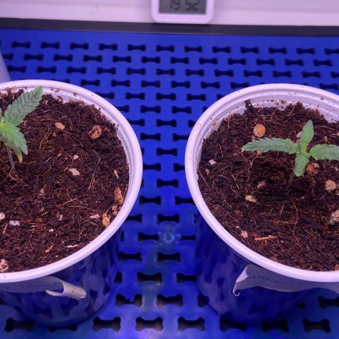 Critical Orange Punch growlog timeline photo