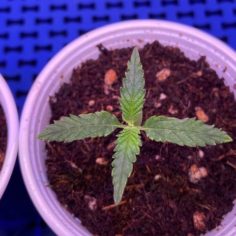 Critical Orange Punch growlog timeline photo