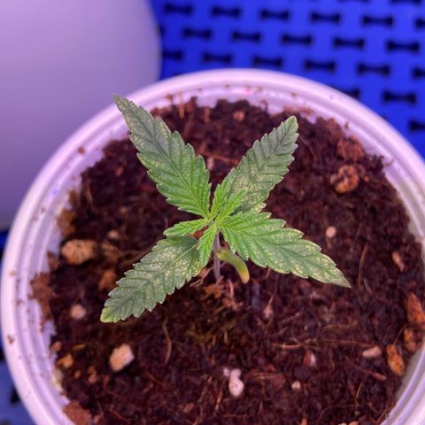 Critical Orange Punch growlog timeline photo