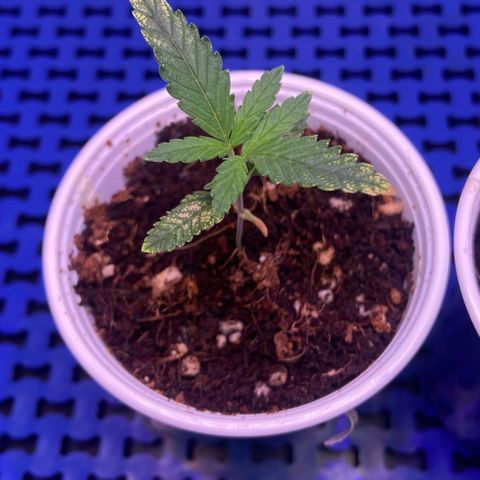 Critical Orange Punch growlog timeline photo