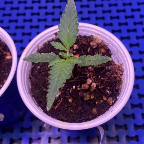 Critical Orange Punch growlog timeline photo