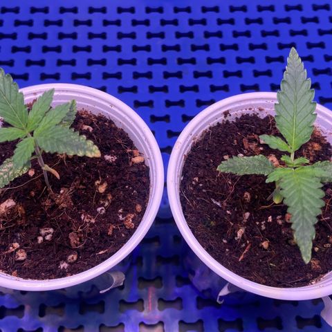 Critical Orange Punch growlog timeline photo