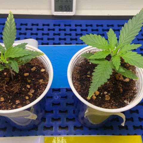 Critical Orange Punch growlog photo: Rega EC 350